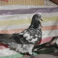 پرنده کبوتر ساعت بالا|پرنده|رامسر, |دیوار