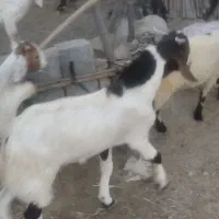 بز نر و ماده دورگ پاکستانی جوان شش ماه و هفت ماهه|حیوانات مزرعه|نیک شهر, |دیوار