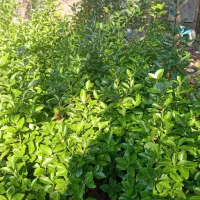 گل شمشاد طلایی|گل و گیاه طبیعی|نوشهر, |دیوار