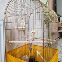 جفت عروس هلندی نرو ماده با قفسو لوازم|پرنده|قرچک, شهرک طلائیه|دیوار