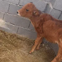 گوساله