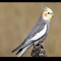 معاوضع عروس با قناری ماده