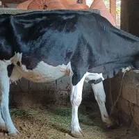گاو گوساله اول شکم