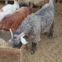 فروش کهره و بره