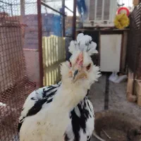 تخم نطفه دار گلین|حیوانات مزرعه|چهارباغ, |دیوار