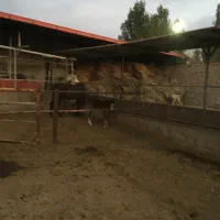 اجاره گاوداری