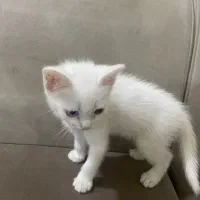 توله گربه پرشین سفید نر و ماده