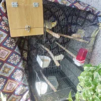 عروس هلندی جفت