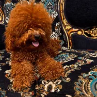 توی پودل و تاینی پودل دوماهه|سگ|تهران, وردآورد|دیوار