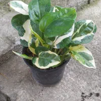 آگهی گل های آپارتمانی