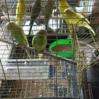 مرغ عشق خوش رنگ و سرحال