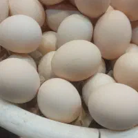 تخم مرغ طبیعی تازه