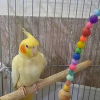 عروس هلندی با قفس