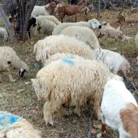 گوسفند میش و بره|حیوانات مزرعه|رابر, |دیوار