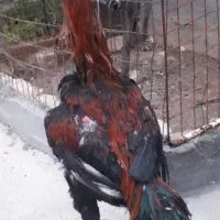 لاری