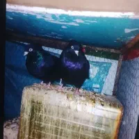 کبوتر 3جفت