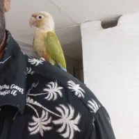 گرینچیک نر رام|پرنده|پاکدشت, پاکدشت (مامازند)|دیوار