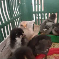 جوجه محلی|حیوانات مزرعه|فسا, |دیوار