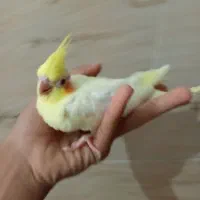 جوجه عروس هلندی