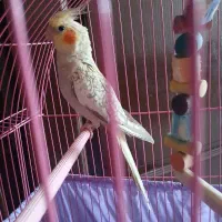 عروس هلندی ۵ ماهه نر