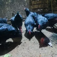 خروس سیاه|حیوانات مزرعه|مشهد, نیزه|دیوار