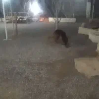 سگ ژرمن|سگ|کرمان, |دیوار