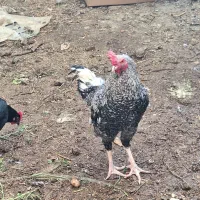 چهار عدد خروس سالم