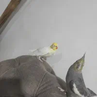 عروس سخنگو با عروس ماده