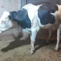 گاو و گوساله|حیوانات مزرعه|دیواندره, |دیوار