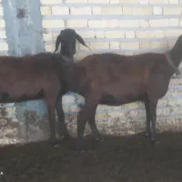 میش چینی،افغانی،قندوزی