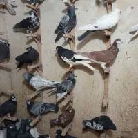 دسته کفتری|پرنده|شیراز, پانصد دستگاه ارتش|دیوار