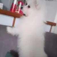 پامر روباهی ماده|سگ|محمدشهر, محمدشهر|دیوار