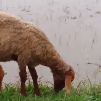 فروش گوسفند ماده|حیوانات مزرعه|شیرگاه, |دیوار