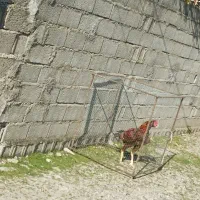 لاری همچی تمام