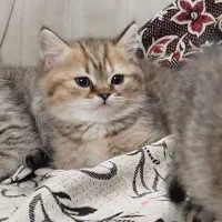 توله گربه بریتیش بلک گلد