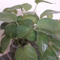 گل پتوس شاخه ای ۱۳ هزار