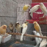 قناری جوجه ماده قناری