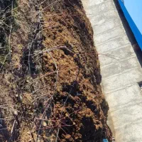 کود گاوداری