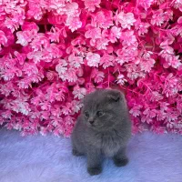 گربه نژاد اسکاتیش فولد شورت هیر|گربه|آمل, |دیوار