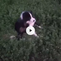 سگ نگهبان گم شده|حیوانات|کوهرنگ, |دیوار