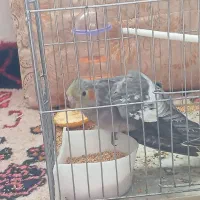 جوجه عروس هلندی سینامون ماده|پرنده|اهر, |دیوار