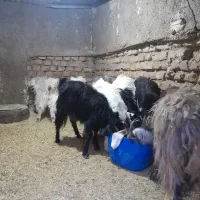 بزغاله|حیوانات مزرعه|سمنان, |دیوار