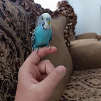 یک جفت مرغ عشق دستی