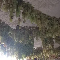 کشمش سایه خشک ارگانیک