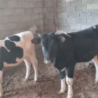 گوساله نر|حیوانات مزرعه|محمدیه-قزوین, |دیوار