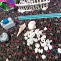 لوازم اکواریم|ماهی|نیشابور, خط کاشمر|دیوار