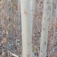 درخت تبریزی و صنوبر