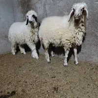 بره|حیوانات مزرعه|شوش, |دیوار