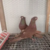 کبوتر سرخ و قیل زاغ صرب