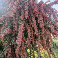 خریدارزرشک تر|خدمات باغبانی و درختکاری|بیرجند, |دیوار